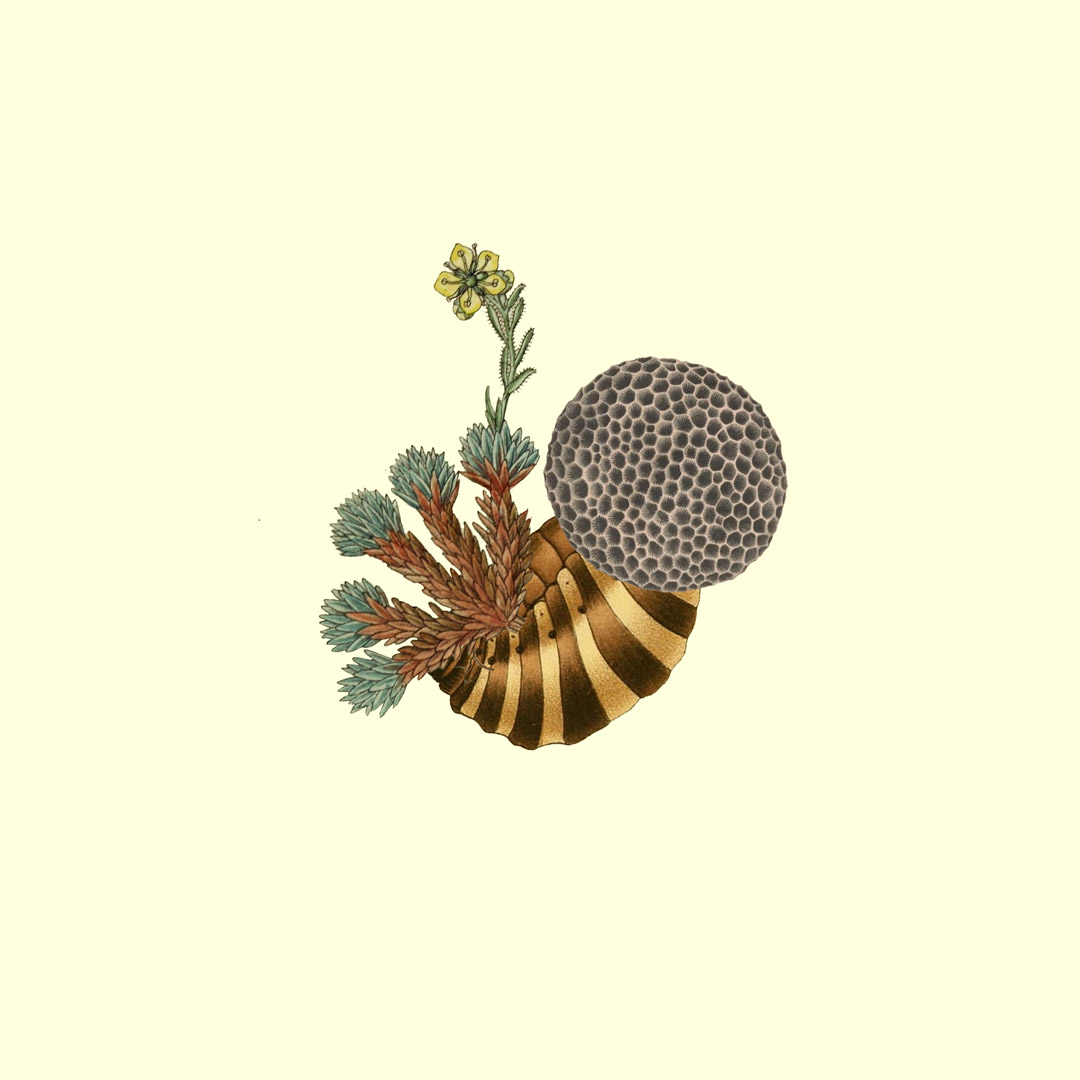 Collage 003